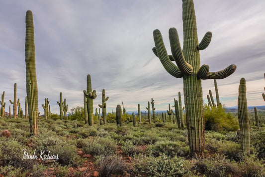 Field of Saguaros Photograph on a 6"x4" Mini Canvas