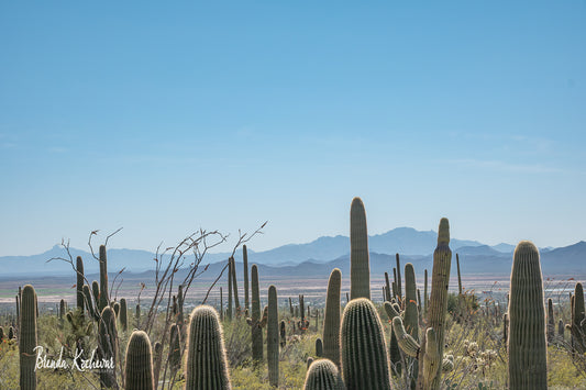 Photograph of Saguaro National Forest1 on a Greeting Card