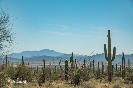 Saguaro National Forest Greeting Card