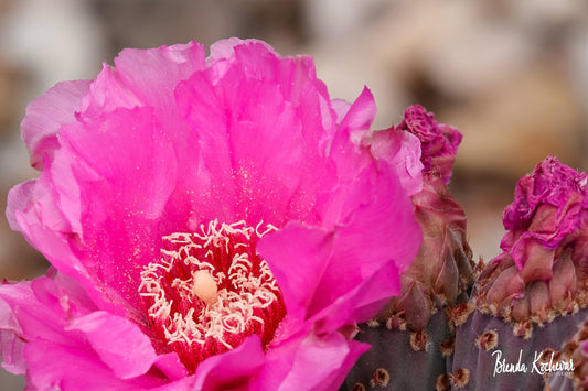 Pink Cactus Bloom Mini Canvas 6" x 4"