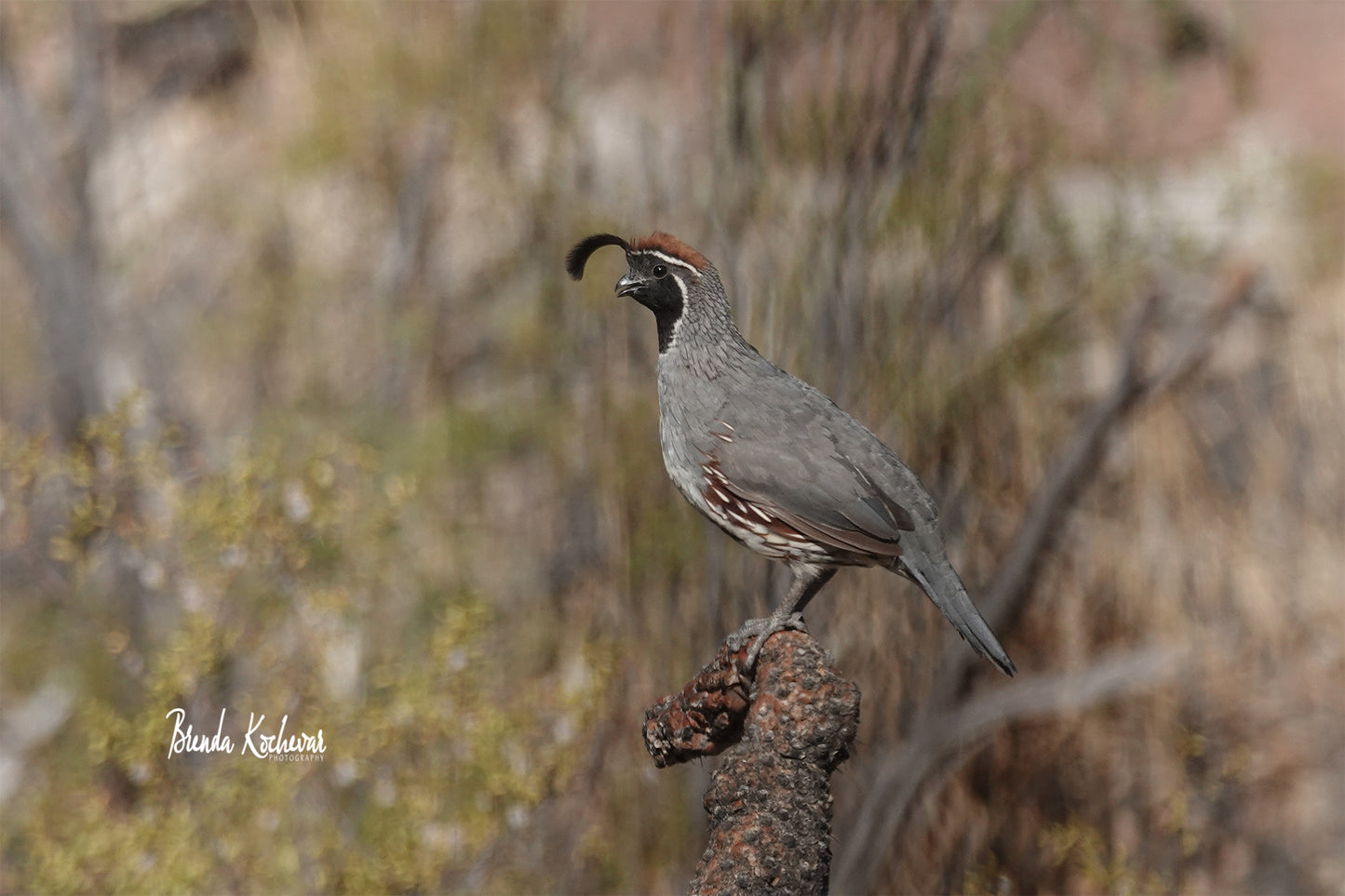 Desert Quail Greeting Card