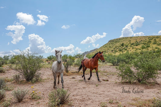 Wild Horses Running2 Greeting Card